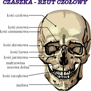 Czaszka- rzut czołowy