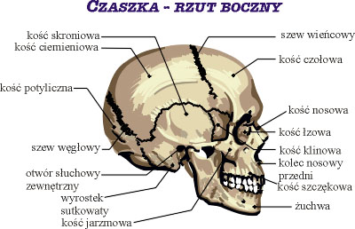 Czaszka - rzut boczny