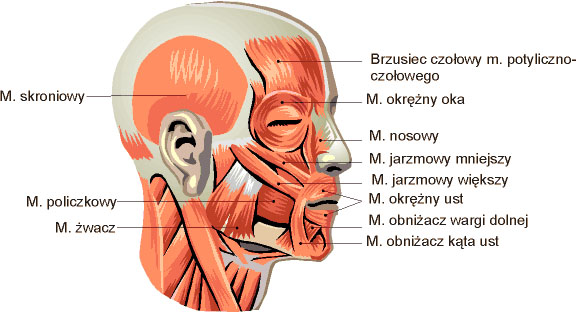 Mięśnie głowy