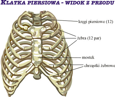 Klatka piersiowa - widok z przodu