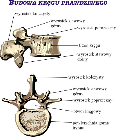 Budowa kręgu prawdziwego