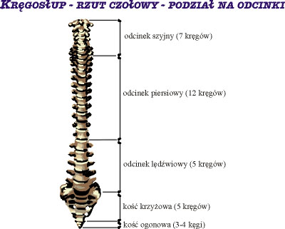Kręgosłup - rzut czołowy