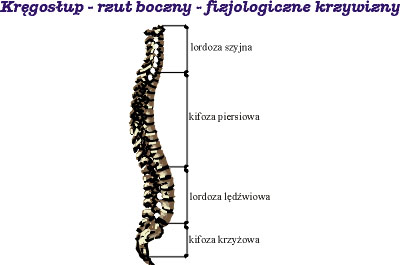 Kręgosłup - rzut boczny