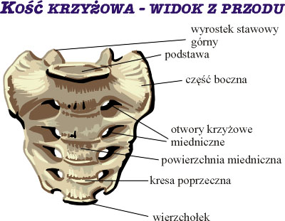 Kość krzyżowa - widok z przodu