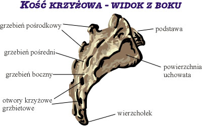 Kość krzyżowa - widok z boku