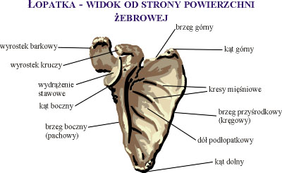 Łopatka - widok od strony powierzchni żebrowej