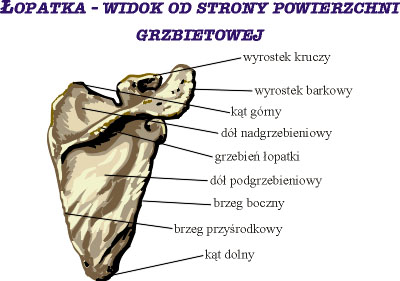 Łopatka - widok od strony powierzchni grzbietowej