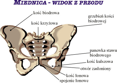 Miednica - widok z przodu