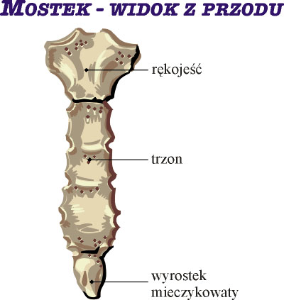 Mostek - widok z przodu
