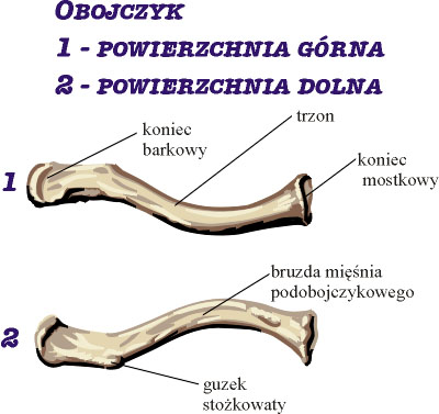Obojczyk