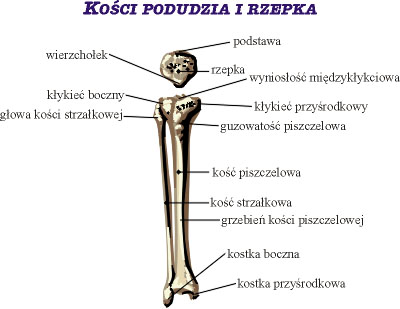 Kości podudzia i rzepka