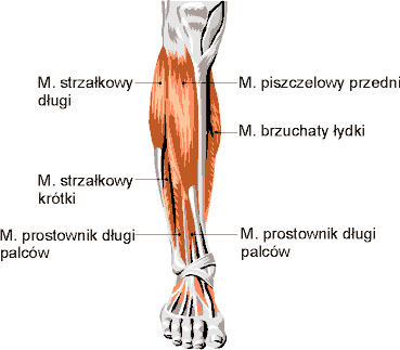 Mięśnie podudzia - widok z przodu