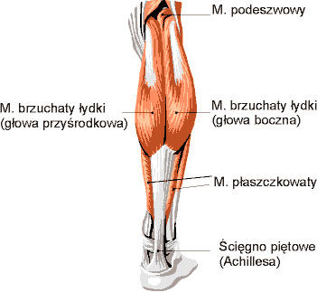 Mięśnie podudzia - widok z tyłu