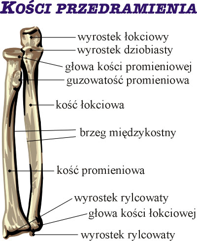 Kości przedramienia