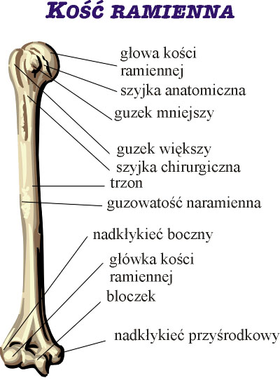 Kość ramienna