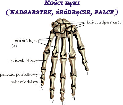 Kości ręki