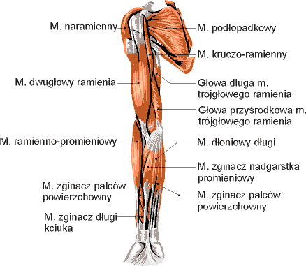 Mięśnie ręki - widok z przodu
