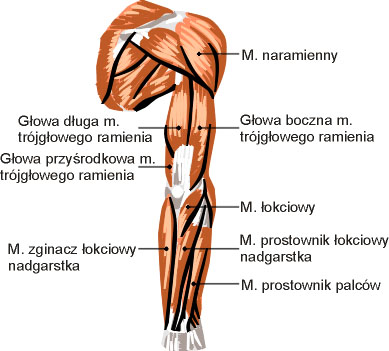 Mięśnie ręki - widok z tyłu