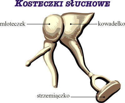 Kosteczki słuchowe