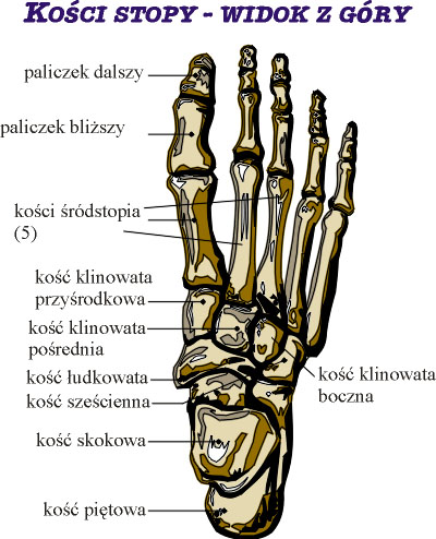 Kości stopy - widok z góry