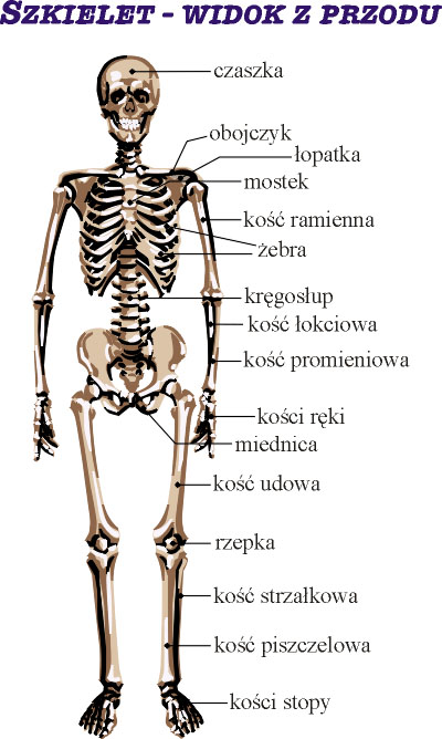 Szkielet
