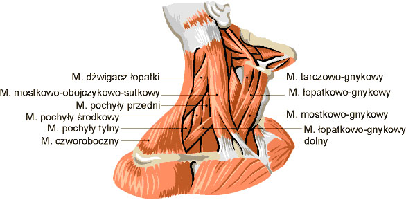 Mięśnie szyi