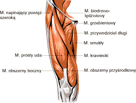 Mięśnie uda - widok z przodu