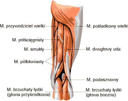 Mięśnie uda - widok z tyłu