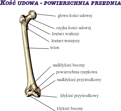 Kość udowa
